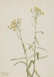 Immortelle perle Anaphalis margaritacea, 1917