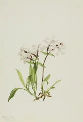Silène carolinienne