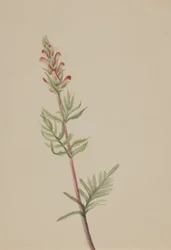 Pedicularis bracteosa, vers 1917-1918