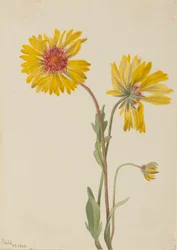 Gaillardia aristata (Gaillardia aristata)