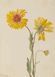 Gaillarde vivace, 1904