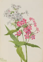 Phlox vivace (Phlox paniculata)