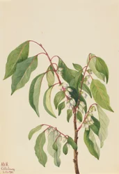 Kaki (Diospyros virginiana)