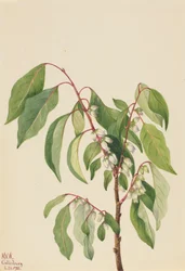 Plaqueminier de Virginie, 1932