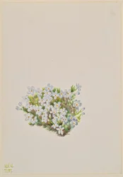 Phlox Phlox caespitosa