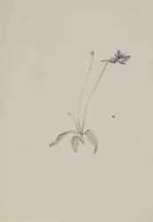 Pinguicula vulgaris