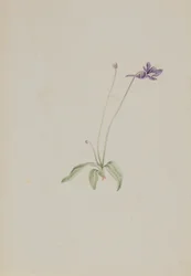 Pinguicula vulgaris, début des années 1930