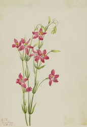 Centaurium rose (Centaurium venustum)