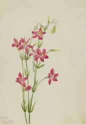 Centaurée rose Centaurium venustum, 1925