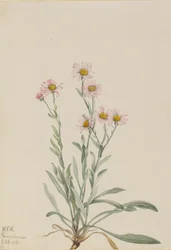 Vergerette rose (Erigeron caespitosus)