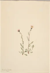 Vergerette rose (Erigeron jucundus)