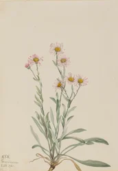 Vergerette rose Erigeron caespitosus, 1921