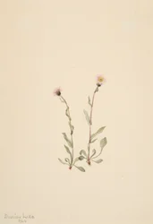 Vergerette rose Erigeron jucundus, 1904
