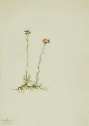 Antenne rose (Antennaria rosea)