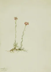 Antennaires roses, 1916