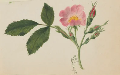 Rose rose