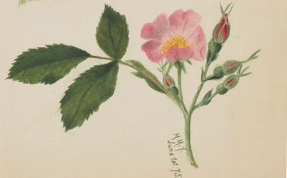 Rose rose, 1875