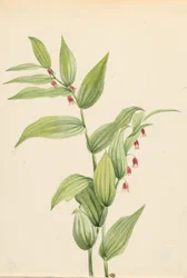 Tige torsadée rose (Streptopus curvipes)