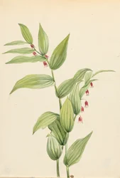 Streptope rose tordu Streptopus curvipes, 1913