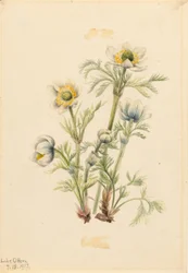 Anémone à panache (Pulsatilla occidentalis)