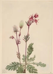 Fumée des prairies (Sieversia ciliata)