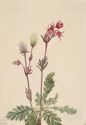 Prairie-Fumée Sieversia ciliata