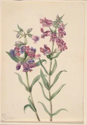 Pentstemon des prairies (Pentstemon erianthera)