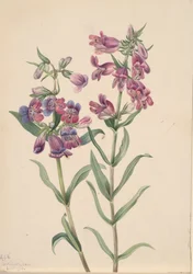 Pentstemon des prairies