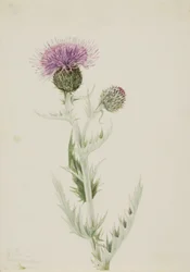 Chardon des Prairies Cirsium undulatum
