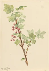 Groseille épineuse (Ribes lacustre)