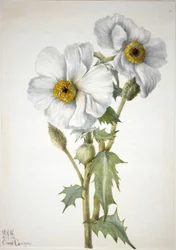Pavot épineux (Argemone hispeda)