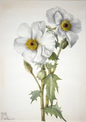 Pavot épineux Argemone hispida, 1936