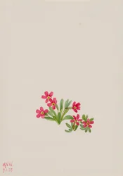 Primevère Primula angustifolia