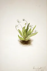 Violette primevère Viola primulifolia, 1918