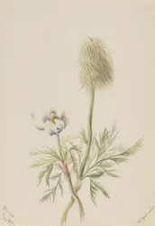 Pulsatilla occidentalis
