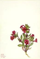 Mimulus bigelovii (Mimulus bigelovii)