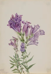 Pentstemon pourpre (Pentstemon lyallii)