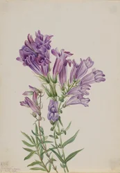 Pentstemon pourpre Pentstemon lyallii, 1923