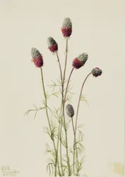 Prairieclover pourpre Petalostemon purpureum, 1927