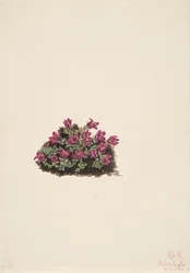 Saxifrage pourpre, 1924