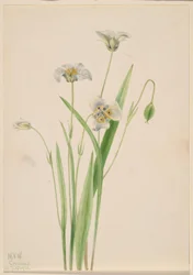 Oreilles-de-chat (Calochortus elegans)