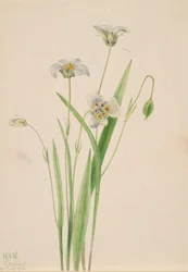 Oreilles de chat Calochortus elegans, 1923