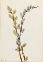 Saule discolore (Salix discolor)
