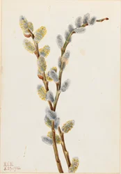 Saule discolore Salix discolor, 1920.