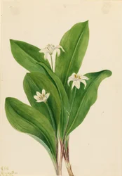 Églantier (Clintonia uniflora)