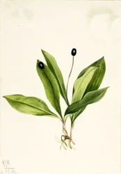 Clintonia uniflora