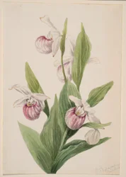Cypripède de la Reine (Cypripedium reginae)