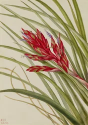 Tillandsia fasciculée (Tillandsia fasciculata)