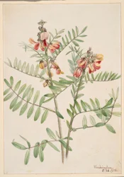 Haricot vert (Cracca virginiana)