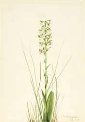 Habenaria lacera (Habenaria lacera)